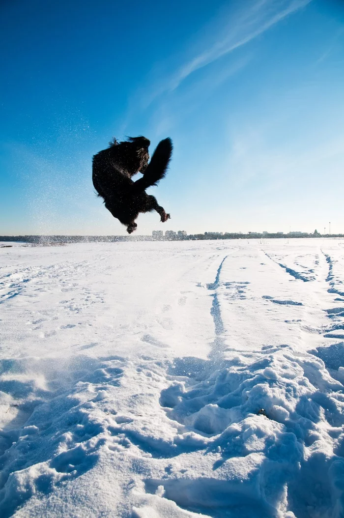 From a sunny winter day in 2017 - My, Dogs versus cats, Dog, Longpost