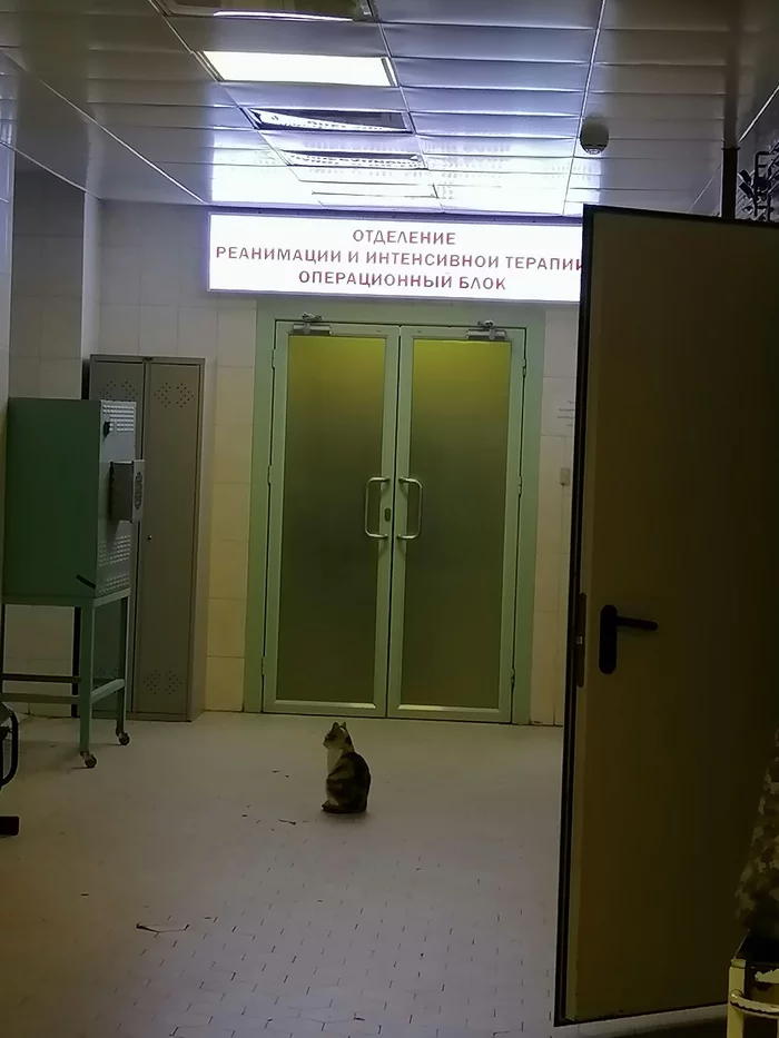 Very Important Patient - My, Hospital, The patients, Emergency hospitalization, Humor, cat