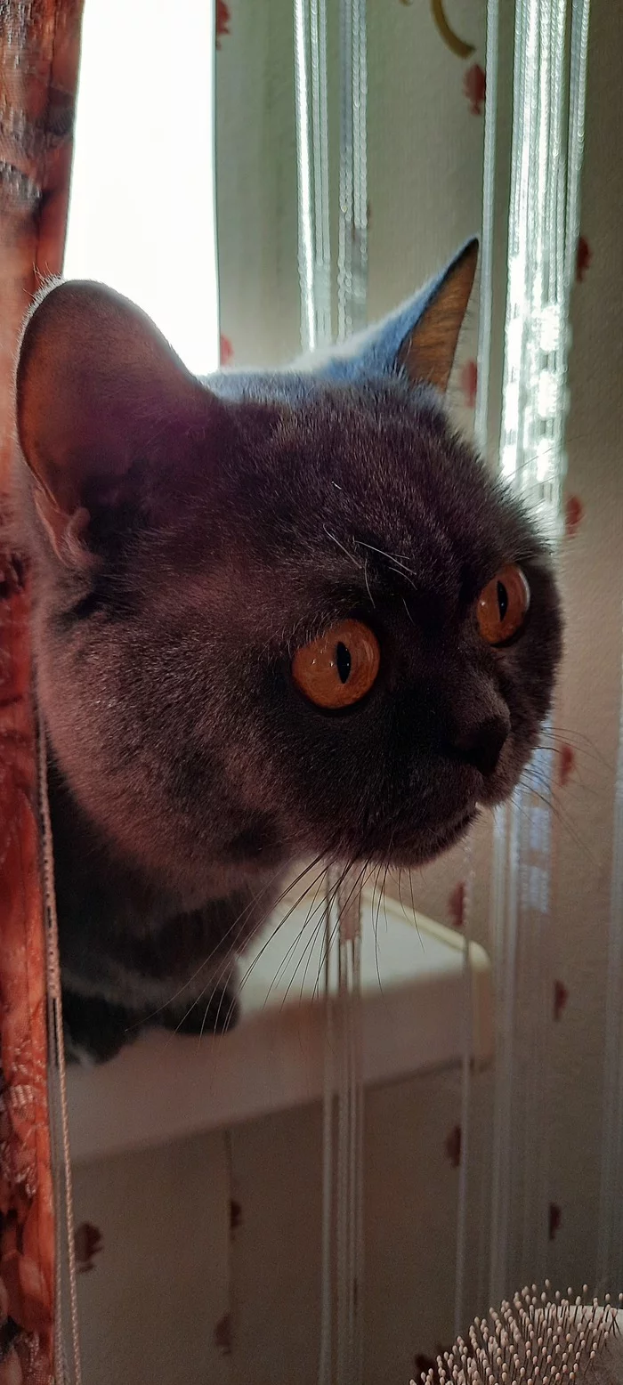 Musya - My, Observers, British Shorthair, Longpost, cat