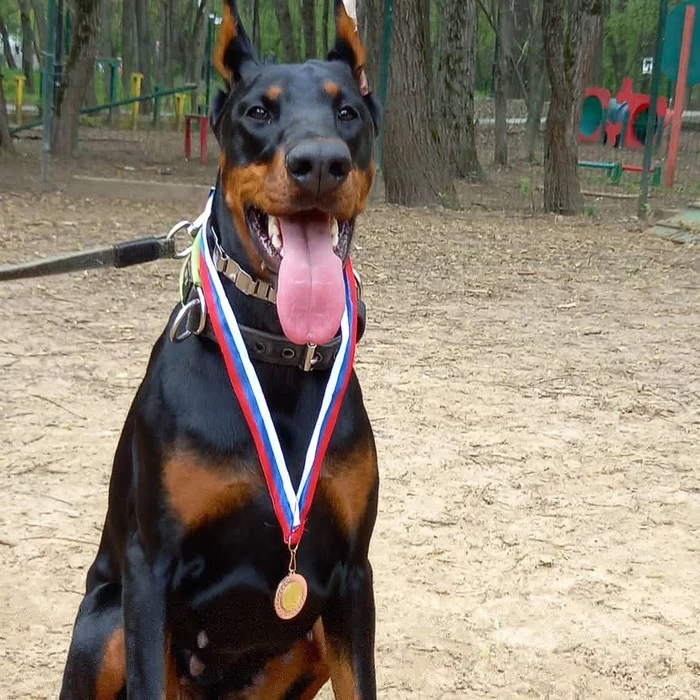 Our first successes - My, Dog, Doberman, Exam, OKD, Joy, Longpost, Training