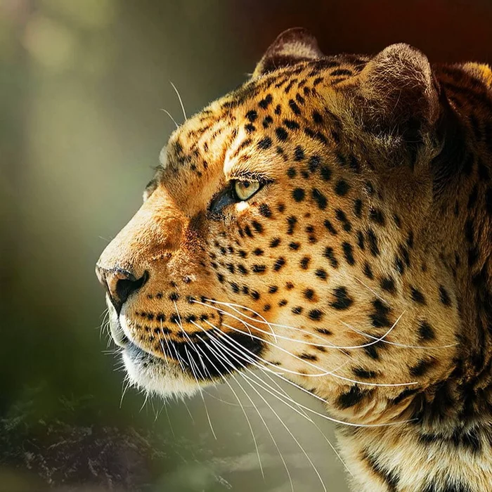 Land of the Leopard - the native home of the Far Eastern leopards - Leopard, Far Eastern leopard, Big cats, Cat family, Predator, Wild animals, Protection of Nature, Animal protection, , wildlife, Primorsky Krai, Land of the Leopard, beauty of nature, Phototrap, Shelter, National park, Longpost