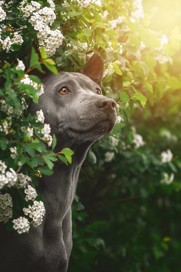 summer mood - My, Thai Ridgeback, The photo, Animalistics, Dog