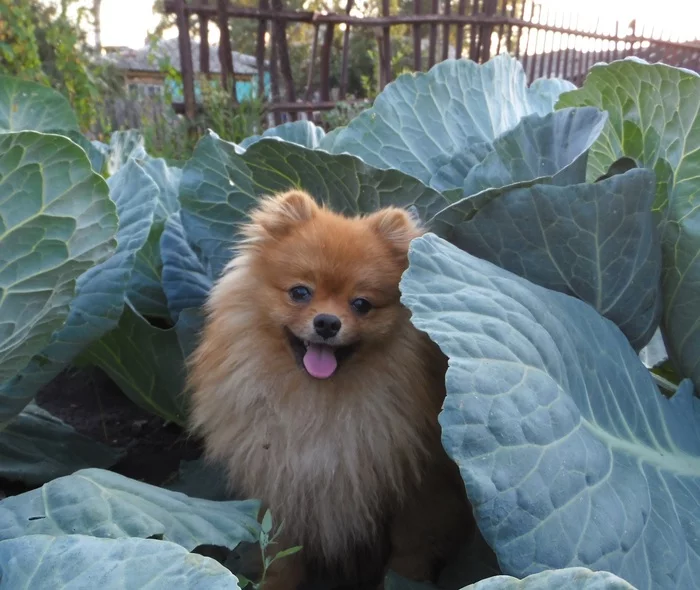 And they found me in cabbage - My, Dog, Pets, Animals, The photo, Cabbage