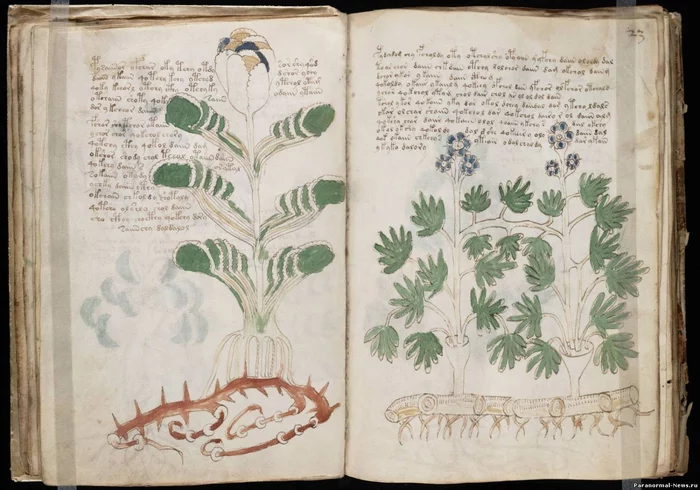 The Voynich Manuscript: How Scientists Scoop Out of Nothing - My, British scientists, Voynich Manuscript, Decryption, Manuscript, Voynich manuscript, Longpost