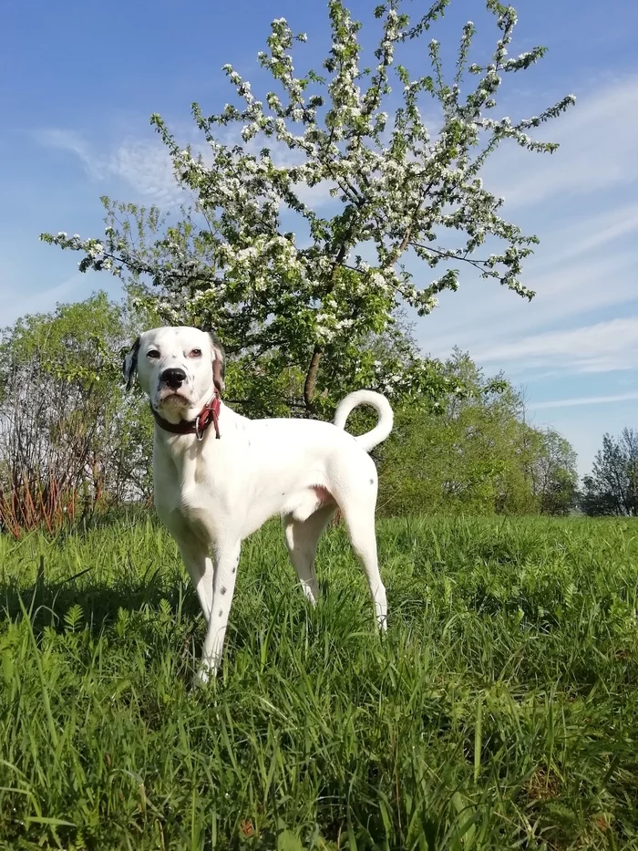 spring dalmatian - My, Dog, Dalmatian