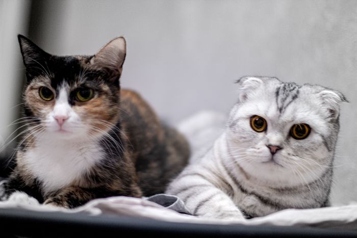 Cinnamon and Mia - My, cat, Tricolor cat, Scottish lop-eared, Animals