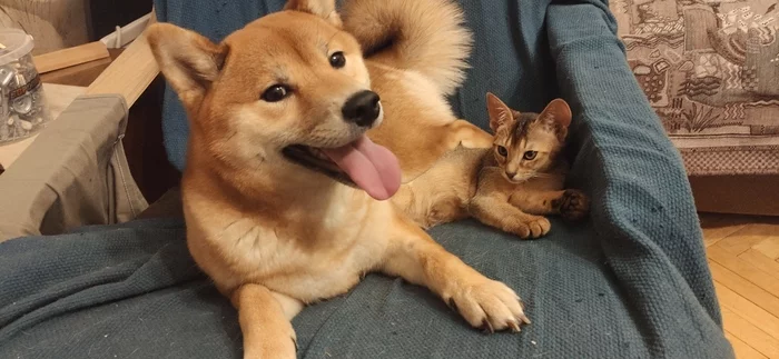 Cats vs dogs. - My, Cats and dogs together, Dogs versus cats, cat, Dog, Abyssinian cat, Shiba Inu