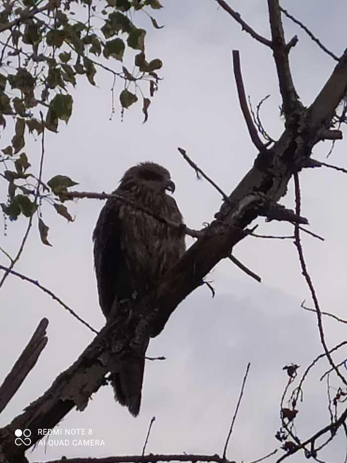 Who is this? - What kind of bird?, Scream, Video, Longpost, Predator birds