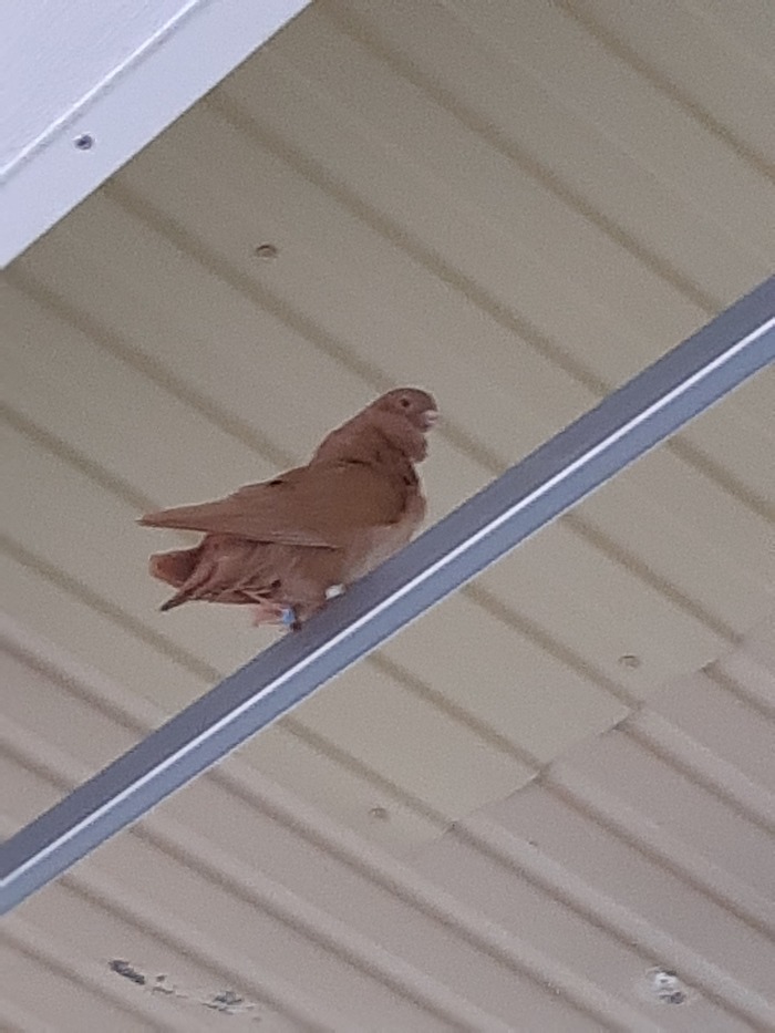 Залетел голубь. Породистый с кольцом