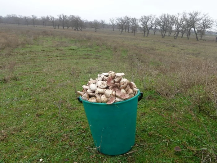 mushroom field - My, Mushrooms, Miracle, 90th, Childhood, Childhood memories, Mushroom pickers