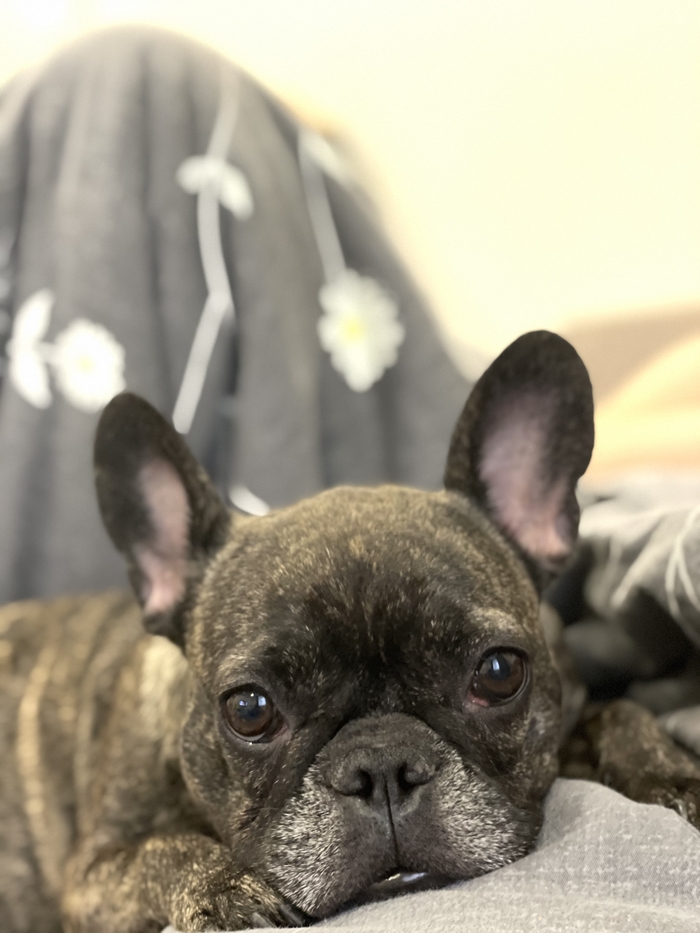 «Пёсики против котиков»