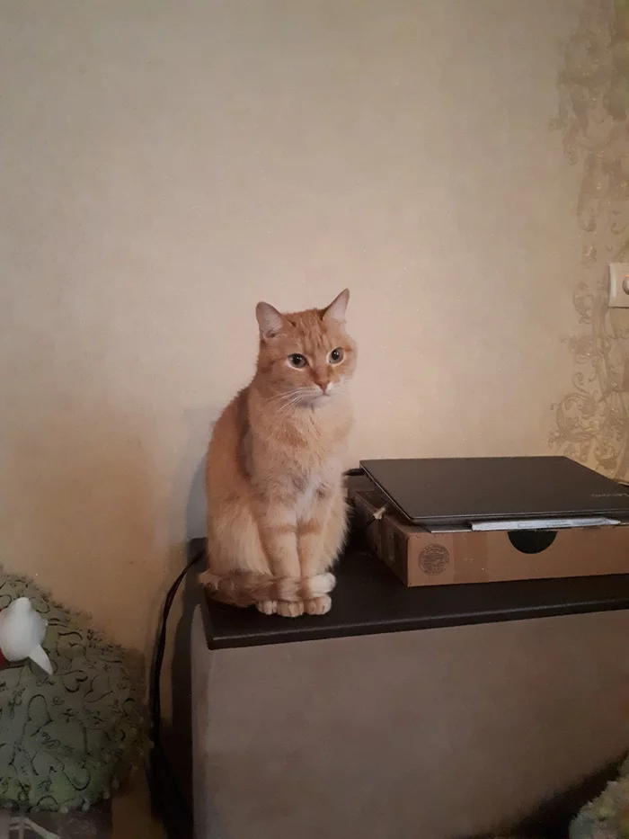 Lost cat. Kaluga - Lost cat, Kaluga, No rating, Longpost, cat