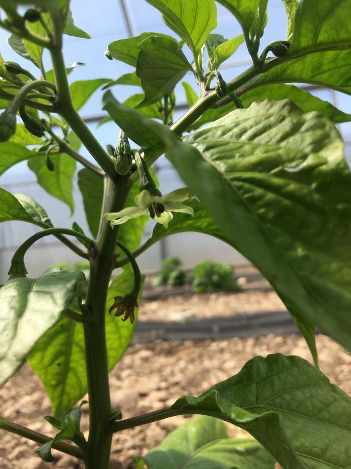 Что такое ghost pepper. Смотреть фото Что такое ghost pepper. Смотреть картинку Что такое ghost pepper. Картинка про Что такое ghost pepper. Фото Что такое ghost pepper