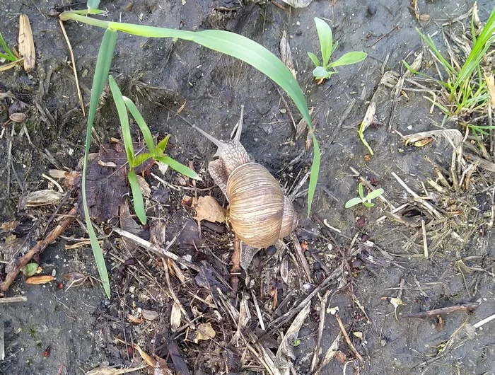 In the city park - My, The park, Grape snail