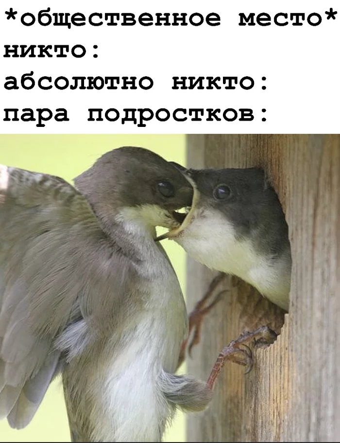 Spring - My, Teenagers, Spring, Kiss, Pair, Memes, Birds, Picture with text