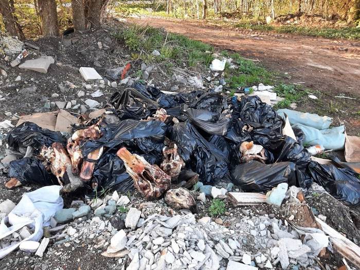 В Ленобласти своя расчленёнка - Красное село, Расчленение, Корова, Ленинградская область, Негатив