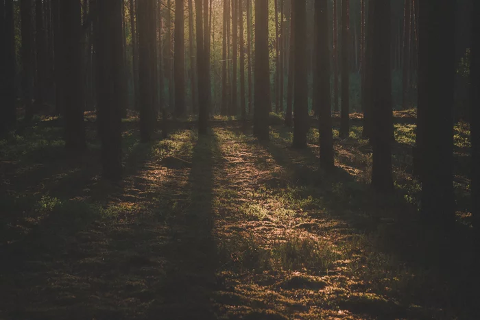 Forest - My, Forest, The photo, Golden hour, Light, Photo processing, Shadow, Nikon d600, Lightroom