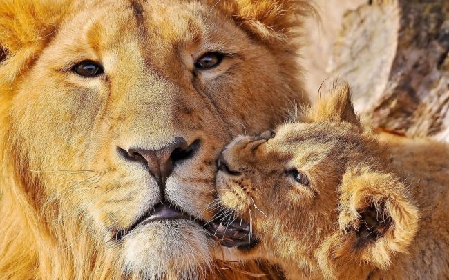 Cruel Kus - a lion, Lion cubs, Big cats, Cat family, Milota, Animals, Wild animals, The photo, , Kus