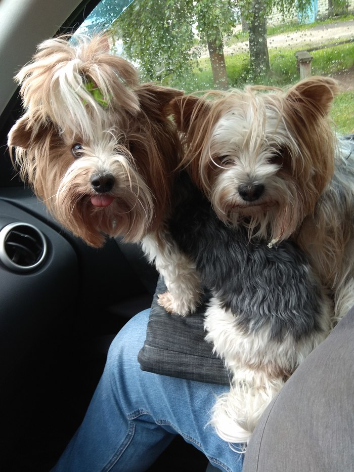 А вот и мои чижики