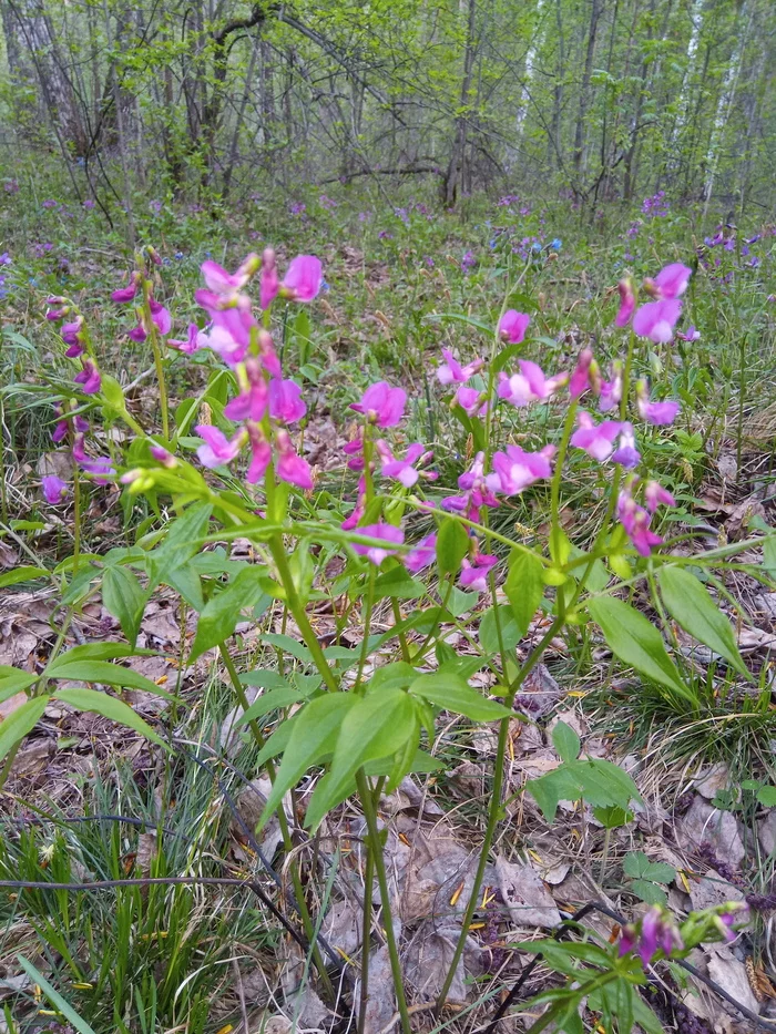 Spring in the Siberian forest - My, Forest, Spring, Longpost