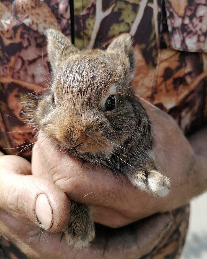 Зайчонок | Пикабу