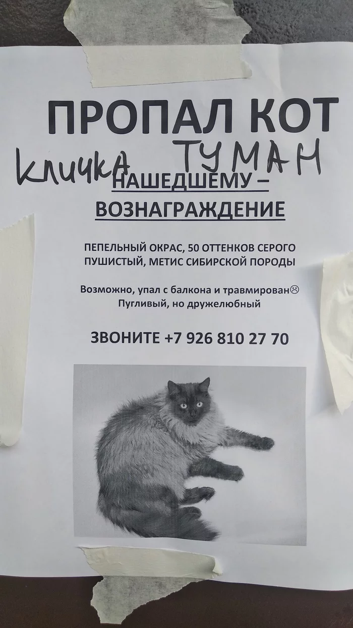 His tastes are also very specific? - Lost cat, Moscow, , The photo, Announcement, cat, Fifty Shades of Gray (film)