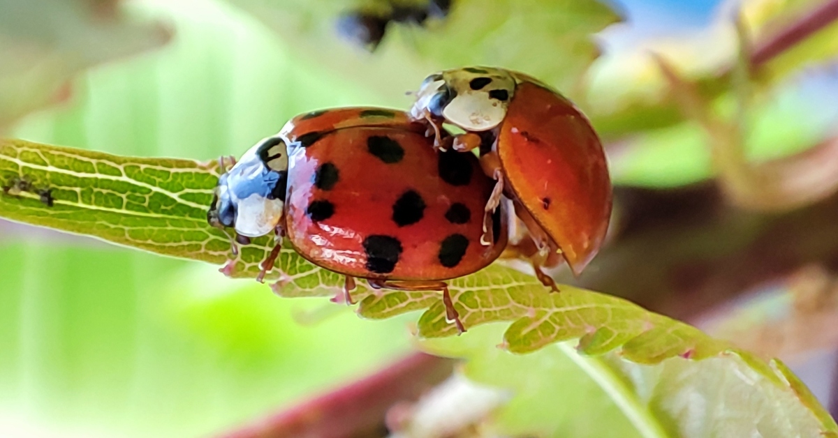 Spring has come - Reproduction, Insects, The photo, My, ladybug, Nature
