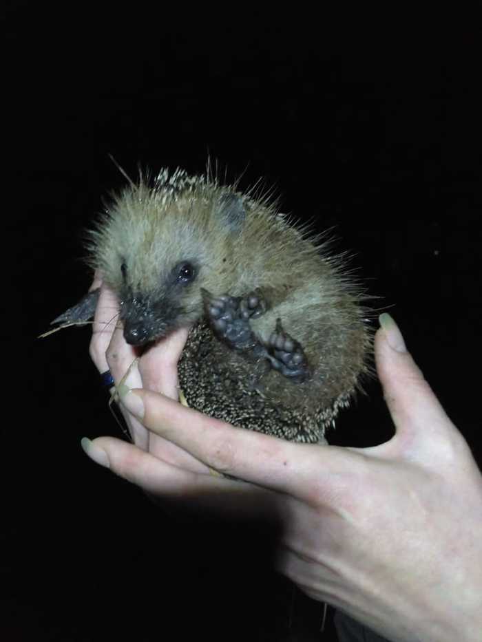 It turns out hedgehogs are great swimmers. - My, Hedgehog, Milota, Heels, Paws, Longpost