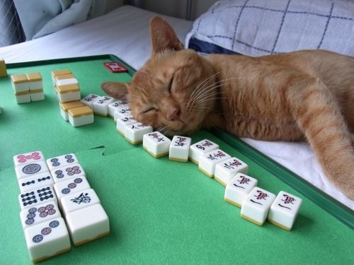 Contemplative passivity - spend energy wisely - cat, Mahjong, Board games, Taoism, Philosophy