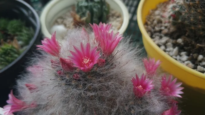 prickly flowers - My, Cactus, Flowers, Longpost