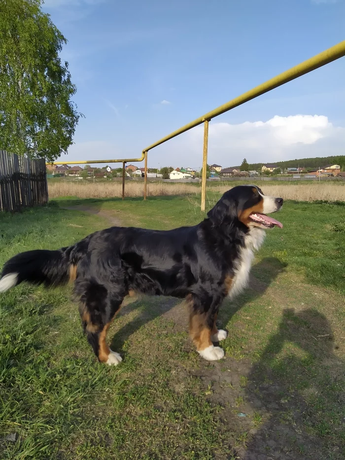 Favorite dog - My, Bernese mountain dog, Dog, Dogs versus cats, Longpost