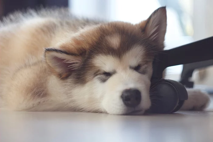 Balamutnoe - My, Alaskan Malamute, Dog, Longpost