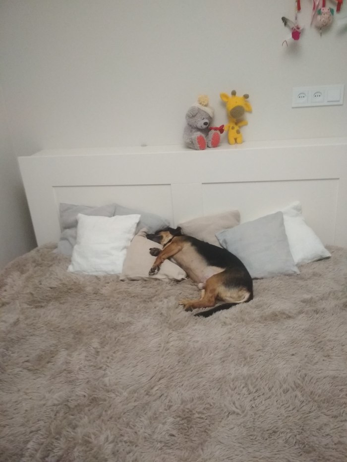 Лёша Собаки против кошек, Собака, Длиннопост, Сон, Кровать