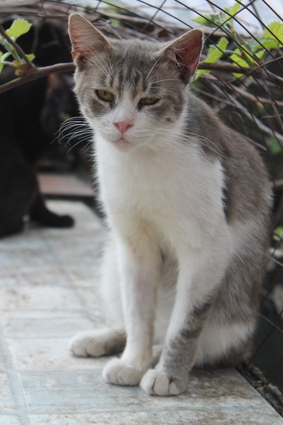 Life at the Kotoland Home Shelter 284 - My, cat, Shelter, Kindness, Lipetsk, Cotoland, Longpost, In good hands, Shelter Cotoland