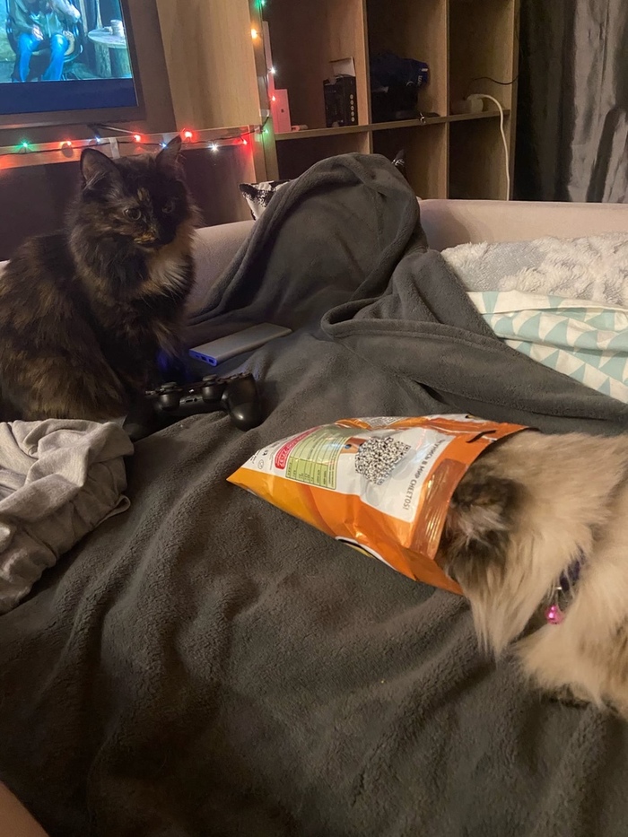 Кошачьи прятки