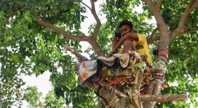 Student sat on a tree for 11 days due to coronavirus - Students, Coronavirus, Insulation, Tree, India