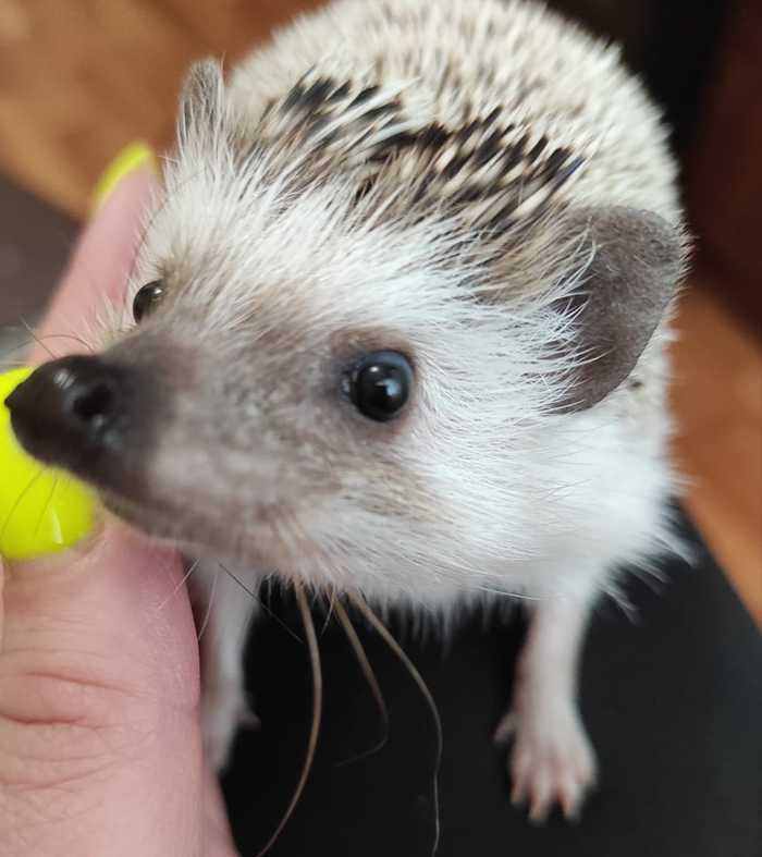  =) ,  
