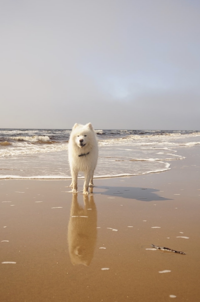 Самоед Кефир отражается на Белом море