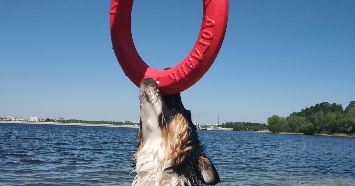 Aussie and Hornet Reservoir - My, Australian shepherd, Chelyabinsk, Longpost, Dog