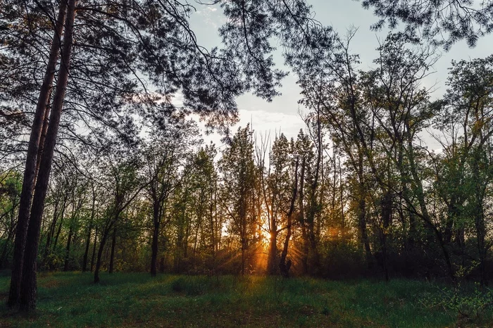 Sunset in the grove - My, Uralsk, Kazakhstan, Grove, Forest, Sunset, The photo, Nikon