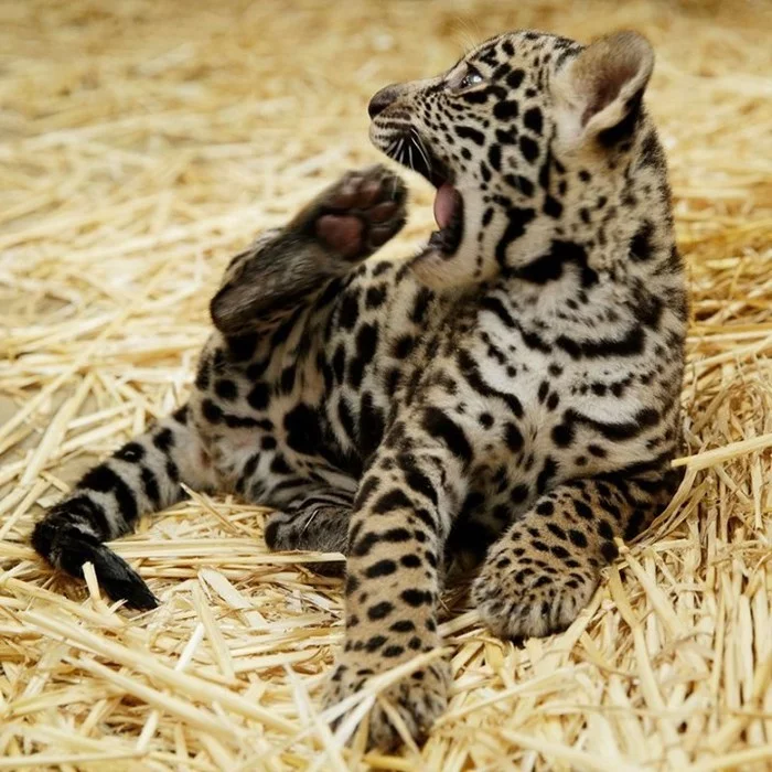 A second before KUS - Jaguar, Young, Kus, The photo, A second before, Big cats, Cat family, Milota, , Animals, Kittens