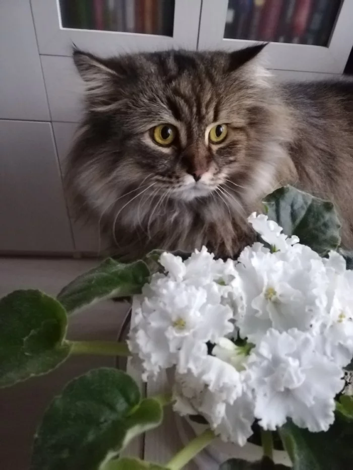 Klepa and flowers - My, Flowers, Violets, cat