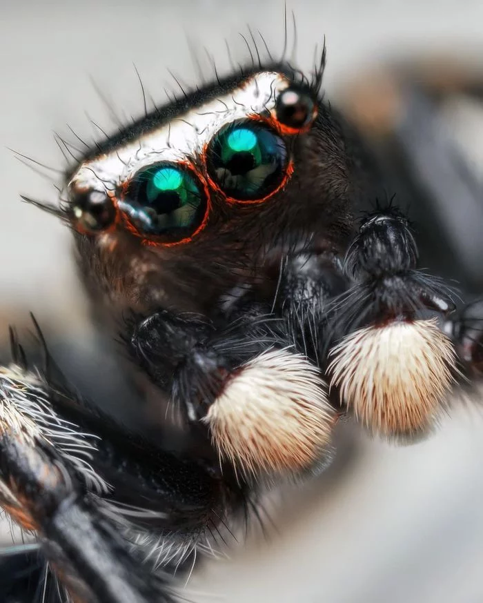 These eyes... - The photo, Macro photography, Spider, Sight, Longpost