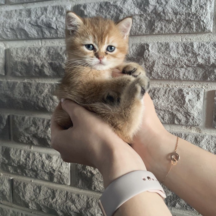 Слышала на пикабу любят котиков