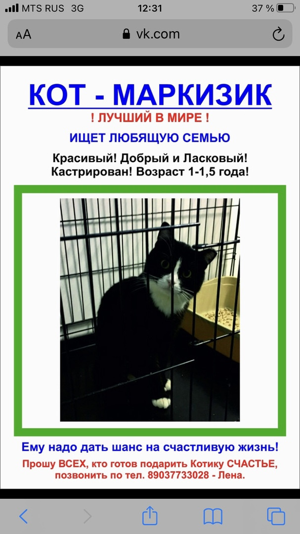 No rating. - No rating, In good hands, Help, cat, Zhukovsky