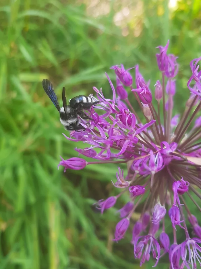 Please help me identify the animal - My, Bees, Wasp, Insects, Species definition, Longpost