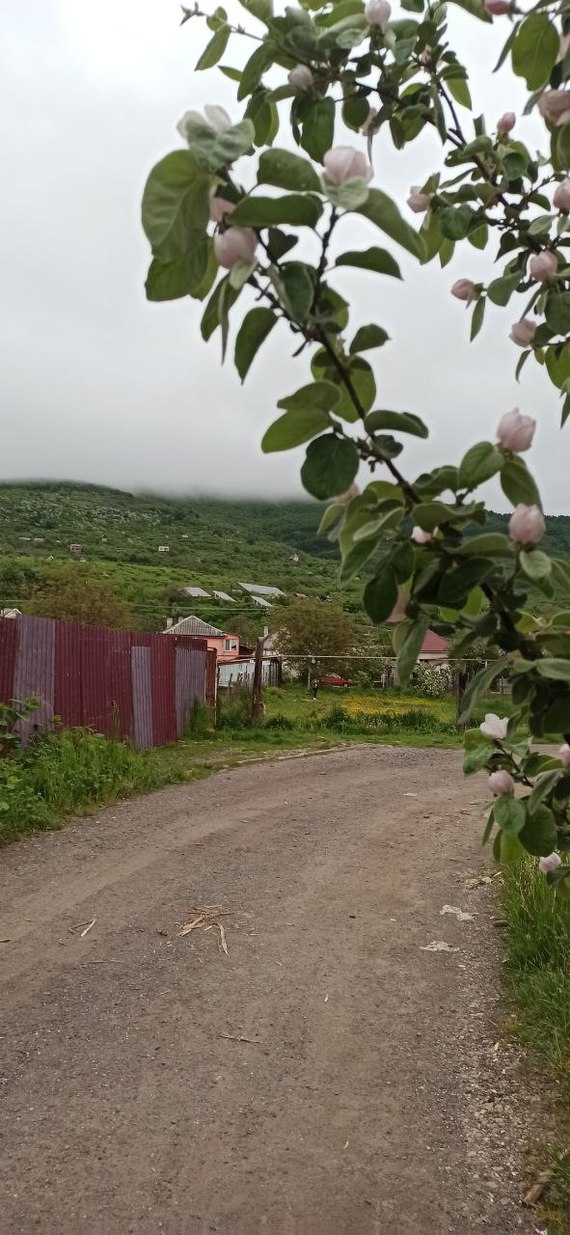 humid - The photo, Mobile photography, The mountains, Greenery, Clouds, Transcarpathia