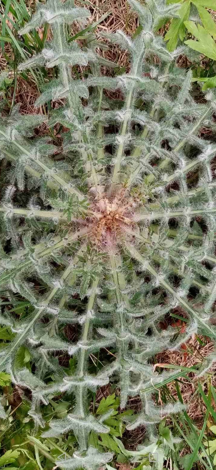 geometry of nature - My, Nature, beauty of nature, Thistle, Spring, Geometry, Plants, Beautiful, Start, Longpost