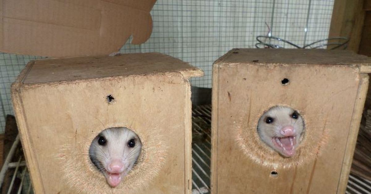 I/we are birds - Opossum, Animals, Pets, Yelling