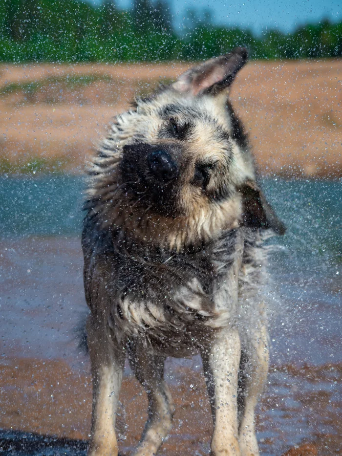 Someone drying, and someone shower ... - My, Dog, East European Shepherd, Sheepdog, Bathing, Water, Spray